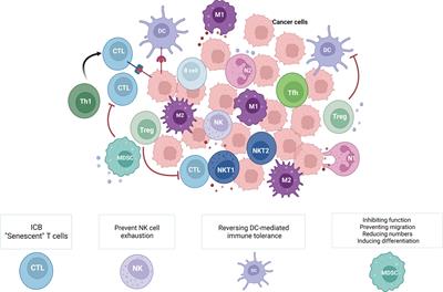 The effect of neoadjuvant chemotherapy on the tumor immune microenvironment in gastrointestinal tumors